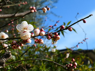 梅の花と青空
