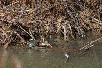 Turtle sunning itself among a maze of branches