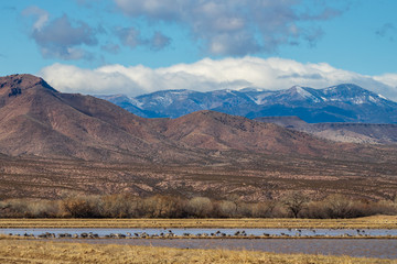 Sandhill cranes feeding in a wetland