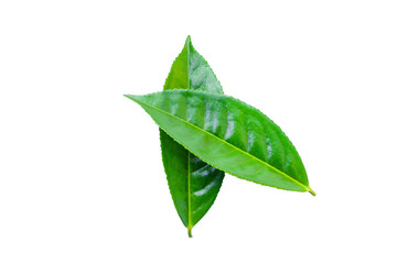 Fototapeta na wymiar green tea leaves isolated on white background for design elements, fresh green leaves