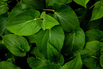 closeup nature view of green leaf in garden, dark wallpaper concept, nature background, tropical leaf