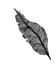 Graphic hand drawn abstract feather