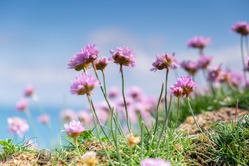 Fototapeta premium flowers in a field by the sea