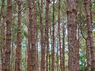 Pine trees are long-lived perennials. Especially in the cold place