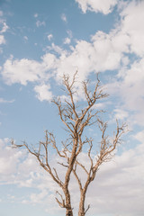tree against blue sky