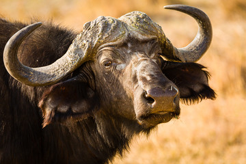 Kaffernbüffel