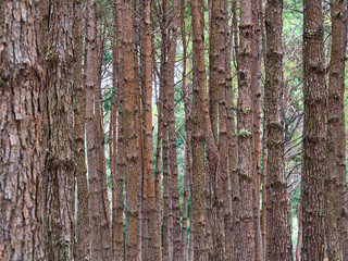 Pine trees are long-lived perennials. Especially in the cold place
