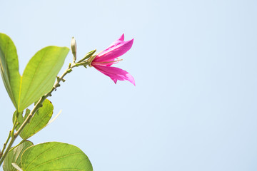 pink flower on white background