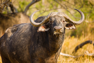 Kaffernbüffel