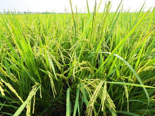 Rice is an economic crop in Asia