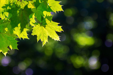 Maple branch with green leaves on dark blurred background under sunlight_