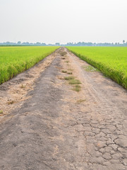 Rice is an economic crop in Asia