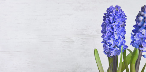 close on beautiful blue hyacinth blooming on white wooden background