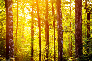 Spring forest in the morning during sunrise in yellow-green colors_