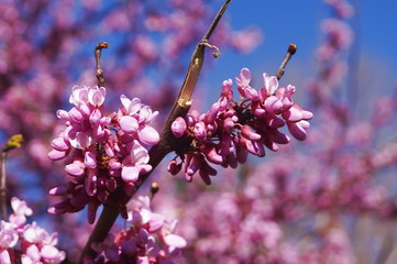 Peach tree in bloom in spring