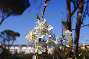 Cherry tree in bloom in spring
