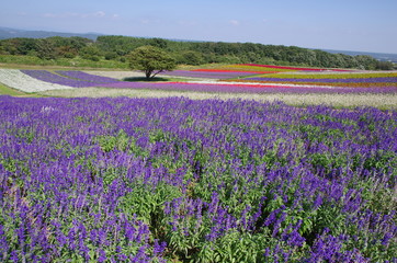 Naklejka premium 丘一面に咲くバーベナ
