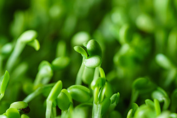 microgreen field