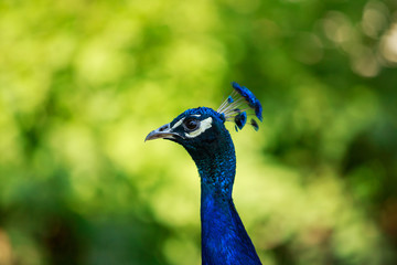 Beautiful Blue Peacock