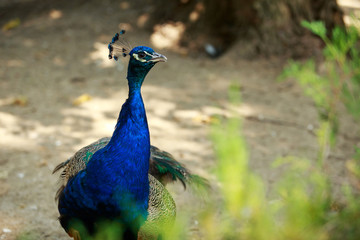Beautiful Blue Peacock