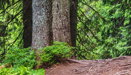 Thick trunks of trees closeup in dense forest_