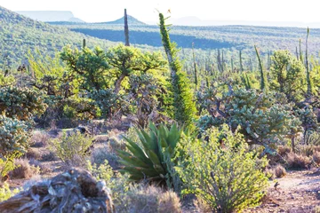 Fotobehang Goud Geel Cactus in Mexico  © Galyna Andrushko