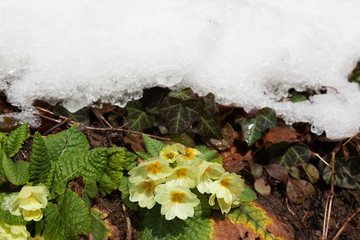 Close-up of the primrose emerging from the snow, Samoborsko gorje, Croatia