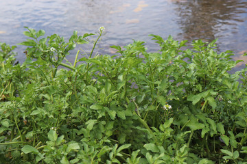 Watercress growing at the river.It is aquatic perennial plant native to Europe and Asia, and one of the oldest known leaf vegetables. Botanical name Nasturtium officinale. Contains Vitamin A and C.