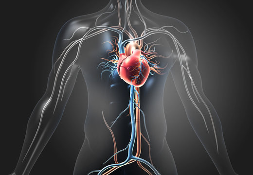 Human heart with blood vessels. 3d illustration