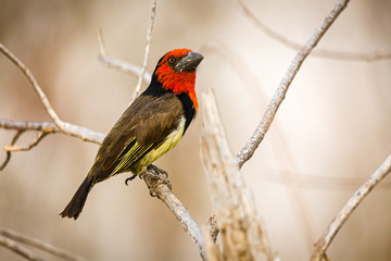 Black Collared Barbet,