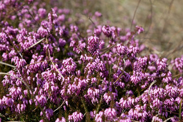 Erica carnea (winter heath) on the meadow, Samoborsko gorje, Croatia