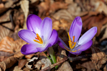 Close-up of the spring Crocus (Crocus vernus) from Samoborsko gorje, Croatia