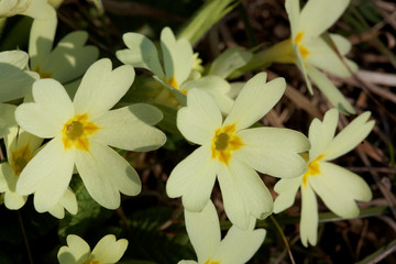 Close-up of the primrose from Samoborsko gorje, Croatia