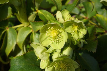 Fototapeta na wymiar Helleborus viridis flower close up. Commonly called green hellebore. Winter flower.