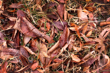 fallen leaves