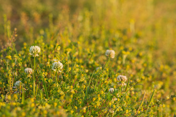 コメツブツメクサの中に咲くシロツメクサ