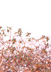 sprout