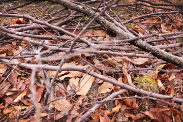 Firewood and fallen leaves