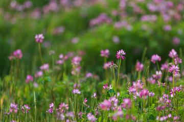 咲き乱れる蓮華草