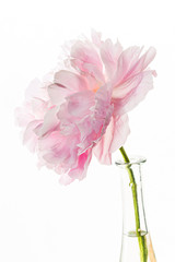 fresh peony flower on the white background