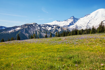 Fototapeta premium Mountain meadow