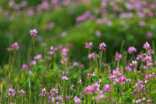 659 Best 蓮華草 Images Stock Photos Vectors Adobe Stock