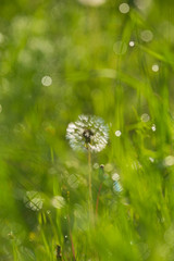 朝露煌めくタンポポの綿毛