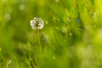 朝露煌めくタンポポの綿毛