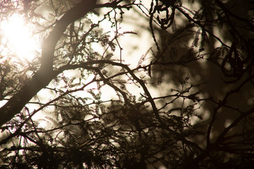 tree black and white 