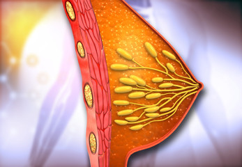 Female breast anatomy. 3d illustration.