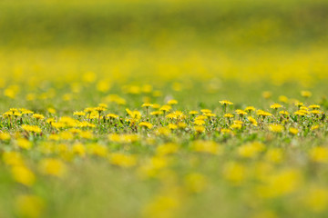 蒲公英の花畑