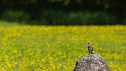 蒲公英の花畑とツグミ
