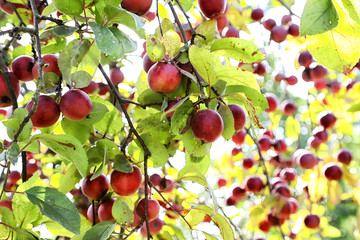 Apple on trees in fruit garden in a summer day