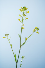 朝露の付いた西洋芥子菜